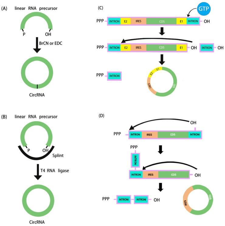 https://cdn.ncbi.nlm.nih.gov/pmc/blobs/26bd/11356823/665936aeb995/pathogens-13-00692-g001.jpg