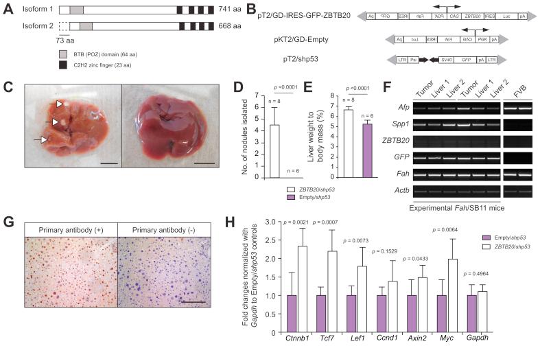 https://cdn.ncbi.nlm.nih.gov/pmc/blobs/26be/7873381/c765786c0f00/gr1.jpg