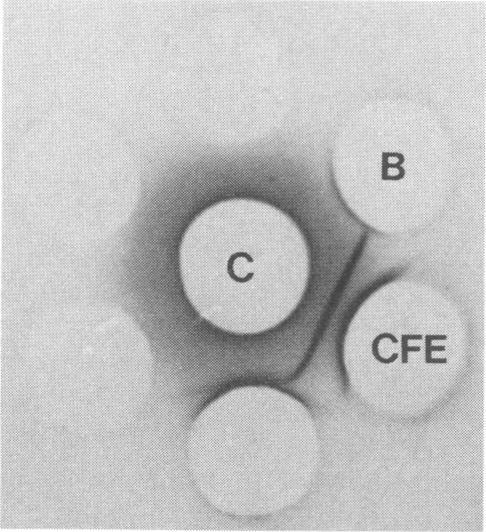 https://cdn.ncbi.nlm.nih.gov/pmc/blobs/26c1/258463/4d52b8752cdd/iai00050-0092-c.jpg