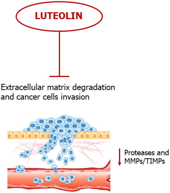 https://cdn.ncbi.nlm.nih.gov/pmc/blobs/26c3/10218870/005fc0058270/ijms-24-08824-g006.jpg