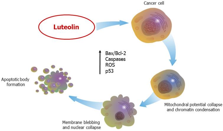https://cdn.ncbi.nlm.nih.gov/pmc/blobs/26c3/10218870/bce59c2533b8/ijms-24-08824-g007.jpg