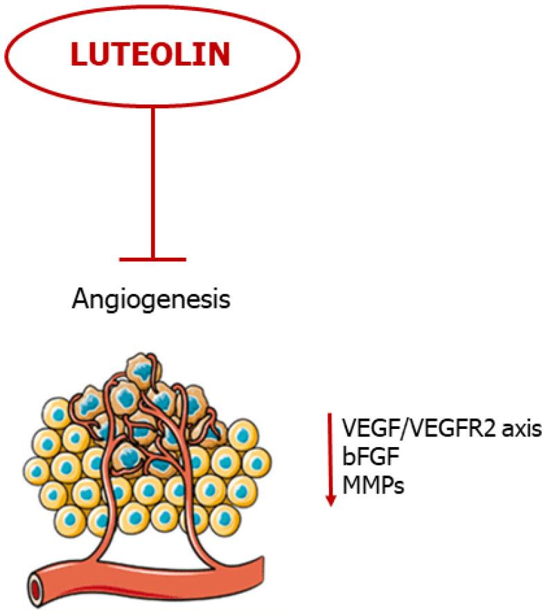 https://cdn.ncbi.nlm.nih.gov/pmc/blobs/26c3/10218870/f8da6c8aca84/ijms-24-08824-g005.jpg