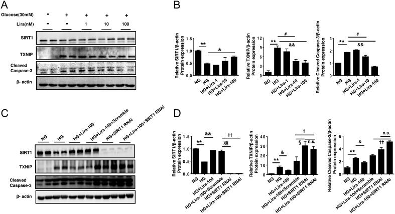 https://cdn.ncbi.nlm.nih.gov/pmc/blobs/26c3/7583131/113b7a510f22/EC-20-0294fig5.jpg