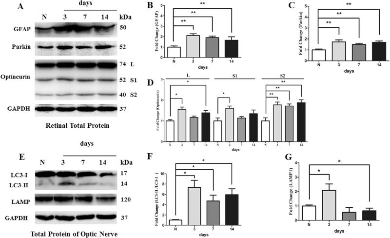 https://cdn.ncbi.nlm.nih.gov/pmc/blobs/26ca/5833378/b46e530d59aa/41419_2017_146_Fig2_HTML.jpg