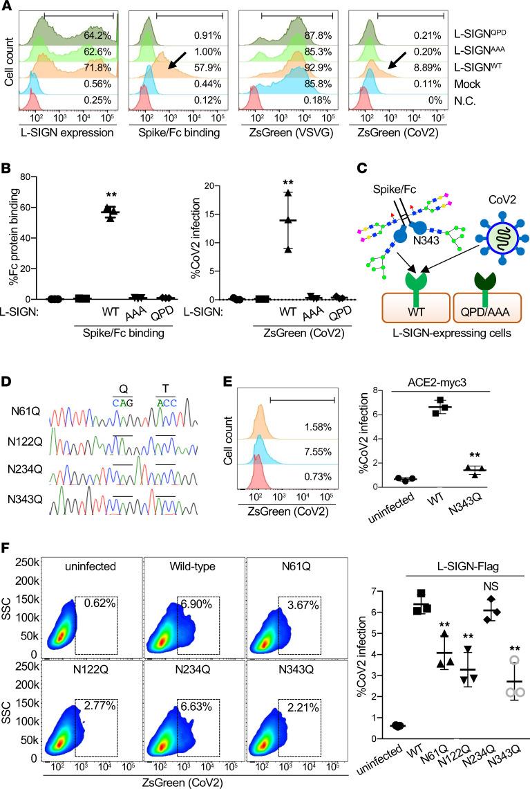 https://cdn.ncbi.nlm.nih.gov/pmc/blobs/26ca/8410055/608fb075c8e8/jciinsight-6-148999-g196.jpg
