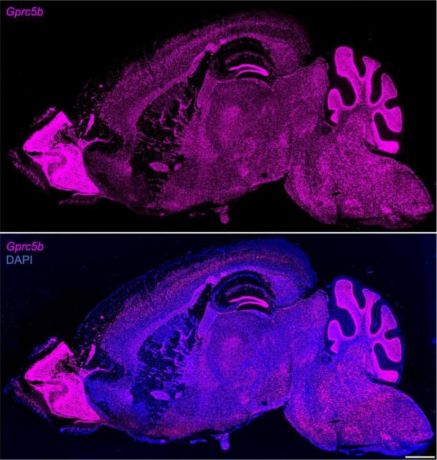 https://cdn.ncbi.nlm.nih.gov/pmc/blobs/26d3/9259939/b30ad3e989c1/fnins-16-891544-g003.jpg