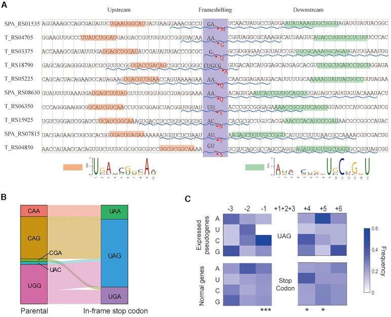 https://cdn.ncbi.nlm.nih.gov/pmc/blobs/26d5/9122581/d766e0c50202/gkac302fig4.jpg