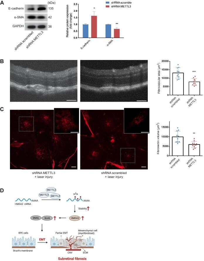 https://cdn.ncbi.nlm.nih.gov/pmc/blobs/26d7/10603769/029003ebee39/mjad005fig7.jpg