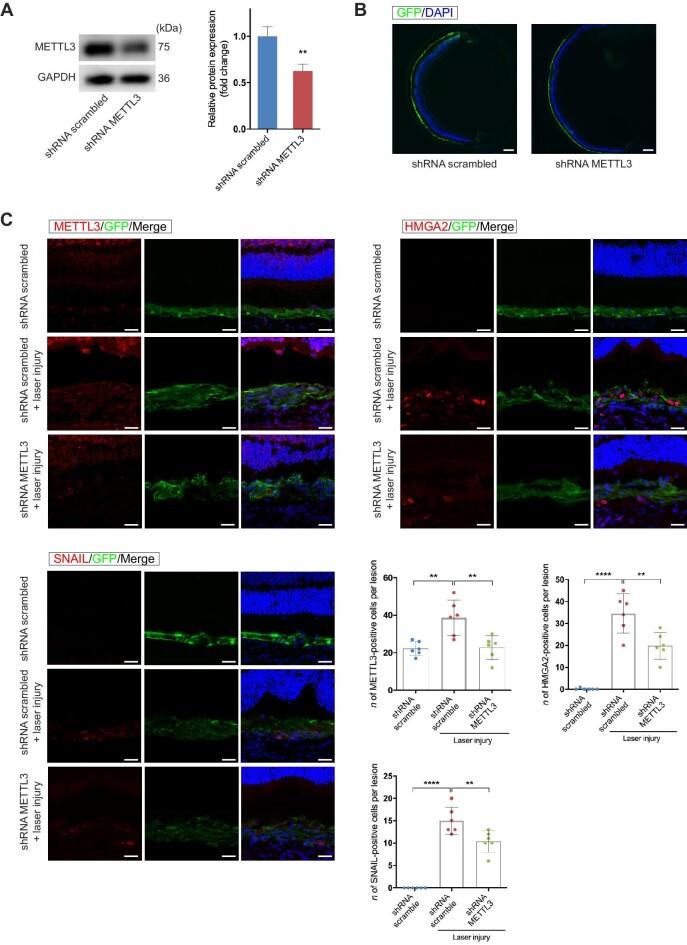 https://cdn.ncbi.nlm.nih.gov/pmc/blobs/26d7/10603769/54d9a953d0fb/mjad005fig6.jpg