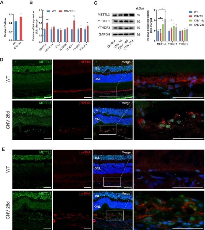 https://cdn.ncbi.nlm.nih.gov/pmc/blobs/26d7/10603769/59928c2bd173/mjad005fig2.jpg