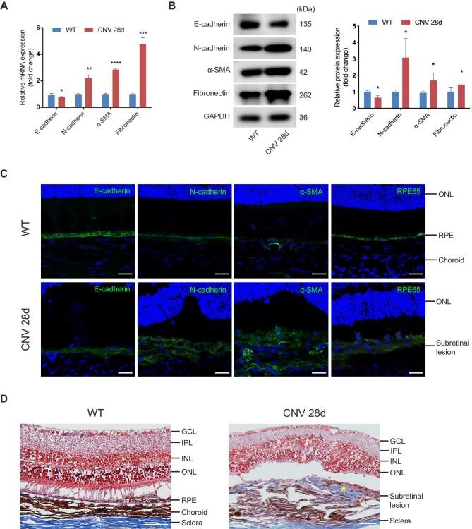 https://cdn.ncbi.nlm.nih.gov/pmc/blobs/26d7/10603769/8a67ef9df7e2/mjad005fig1.jpg