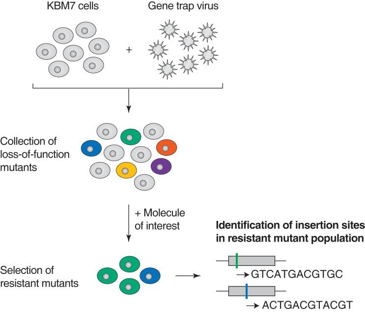 https://cdn.ncbi.nlm.nih.gov/pmc/blobs/26d8/4942256/346e6f067307/elife-14601-fig1-figsupp1.jpg