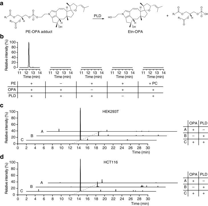 https://cdn.ncbi.nlm.nih.gov/pmc/blobs/26d8/4942256/5341930b7dbc/elife-14601-fig4.jpg