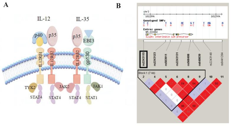 https://cdn.ncbi.nlm.nih.gov/pmc/blobs/26da/12035836/c0a87b31a397/ijmsv22p2155g002.jpg