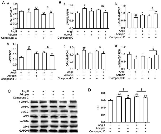 https://cdn.ncbi.nlm.nih.gov/pmc/blobs/26db/8027754/047204437cb8/etm-21-06-09992-g04.jpg