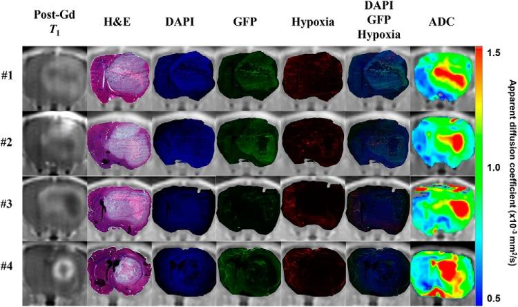 https://cdn.ncbi.nlm.nih.gov/pmc/blobs/26dc/6127346/7b49a84ff619/tom0021801120008.jpg