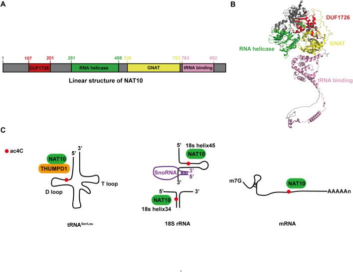 https://cdn.ncbi.nlm.nih.gov/pmc/blobs/26dd/12380694/5b7b21293a21/fcell-13-1623276-g001.jpg