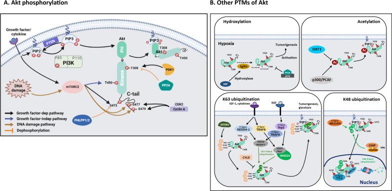 https://cdn.ncbi.nlm.nih.gov/pmc/blobs/26df/9526305/f910e94eb8f4/12929_2022_860_Fig1_HTML.jpg