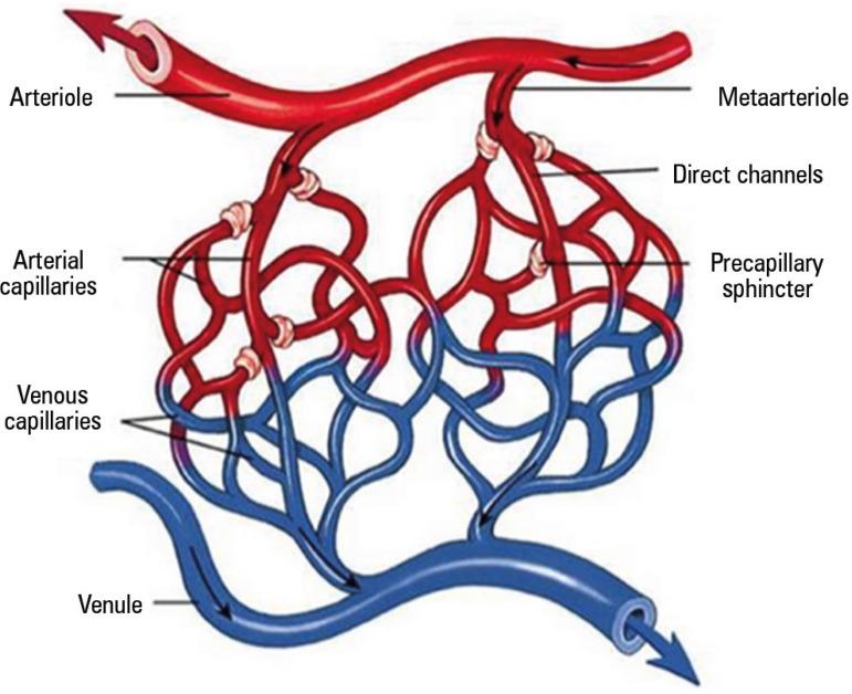 https://cdn.ncbi.nlm.nih.gov/pmc/blobs/26e2/5496759/0bfb58e10e5e/rbti-29-02-0238-g02.jpg