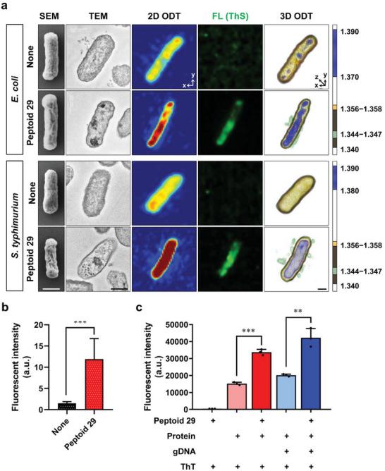 https://cdn.ncbi.nlm.nih.gov/pmc/blobs/26e3/10460844/2c08e05c68ef/ADVS-10-2302483-g007.jpg