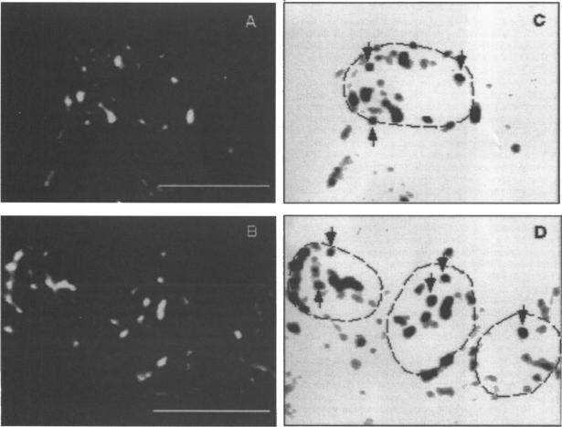 https://cdn.ncbi.nlm.nih.gov/pmc/blobs/26e4/1909891/ef0208420ef5/brjpharm00087-0047-a.jpg