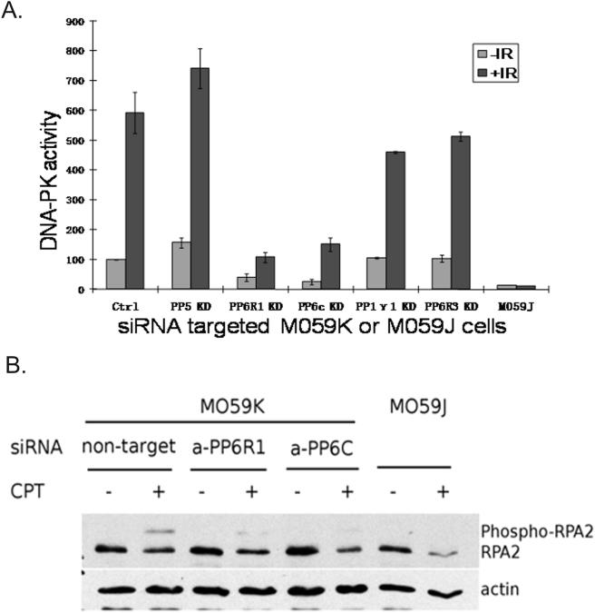 https://cdn.ncbi.nlm.nih.gov/pmc/blobs/26e4/2634843/235f1d27a411/pone.0004395.g004.jpg