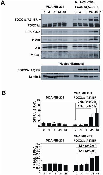 https://cdn.ncbi.nlm.nih.gov/pmc/blobs/26e6/2924889/3861fa813523/pone.0012293.g010.jpg