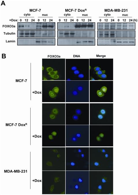 https://cdn.ncbi.nlm.nih.gov/pmc/blobs/26e6/2924889/741d097ddcb6/pone.0012293.g007.jpg