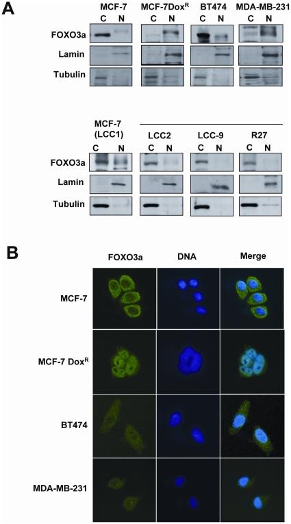 https://cdn.ncbi.nlm.nih.gov/pmc/blobs/26e6/2924889/ec5c1004ca40/pone.0012293.g006.jpg