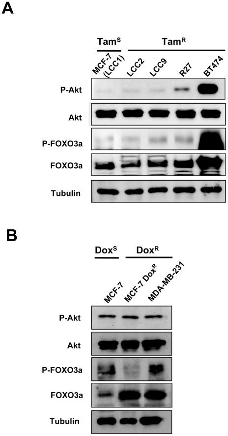https://cdn.ncbi.nlm.nih.gov/pmc/blobs/26e6/2924889/fdc8b7f38df4/pone.0012293.g005.jpg