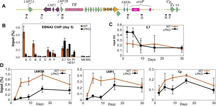 https://cdn.ncbi.nlm.nih.gov/pmc/blobs/26e7/5834210/040274e3bd6b/ppat.1006890.g008.jpg