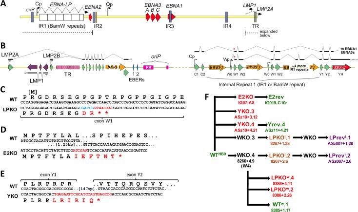 https://cdn.ncbi.nlm.nih.gov/pmc/blobs/26e7/5834210/1e81bf5aac78/ppat.1006890.g001.jpg