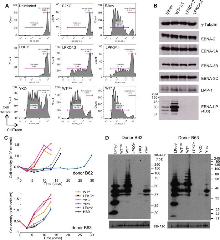 https://cdn.ncbi.nlm.nih.gov/pmc/blobs/26e7/5834210/603ac695a7c3/ppat.1006890.g002.jpg