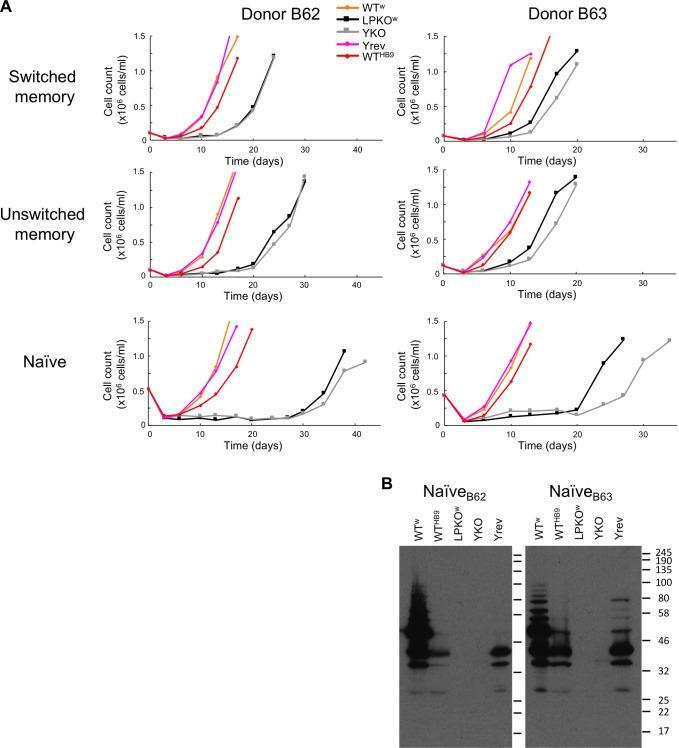 https://cdn.ncbi.nlm.nih.gov/pmc/blobs/26e7/5834210/fb3fd3106304/ppat.1006890.g004.jpg