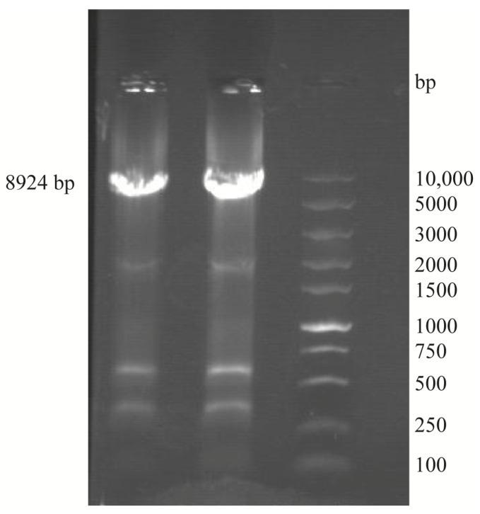 https://cdn.ncbi.nlm.nih.gov/pmc/blobs/26e8/11508147/3ca7b2aa2a23/genes-15-01253-g002.jpg