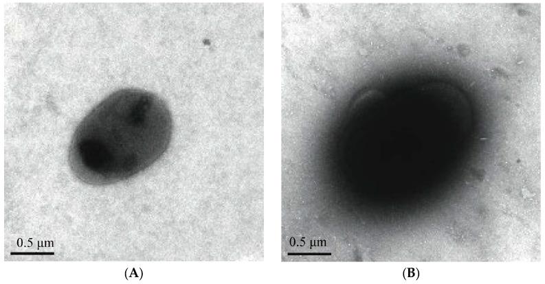 https://cdn.ncbi.nlm.nih.gov/pmc/blobs/26e8/11508147/71a26b3e2d60/genes-15-01253-g006a.jpg
