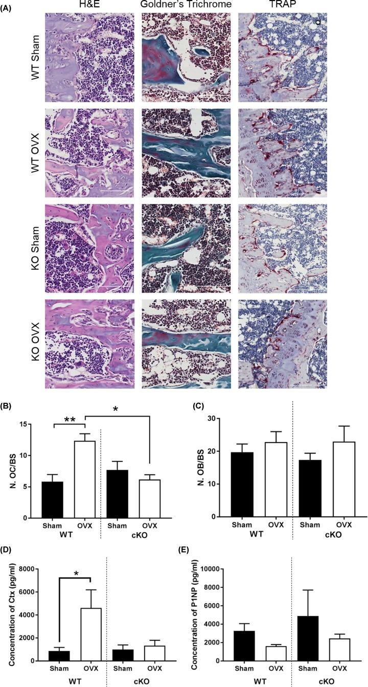 https://cdn.ncbi.nlm.nih.gov/pmc/blobs/26e8/6954370/d51cf0cee6d6/bsr-40-bsr20190329-g5.jpg
