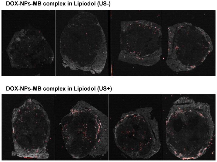 https://cdn.ncbi.nlm.nih.gov/pmc/blobs/26e9/7681087/0709c22f3046/thnov11p0079g007.jpg
