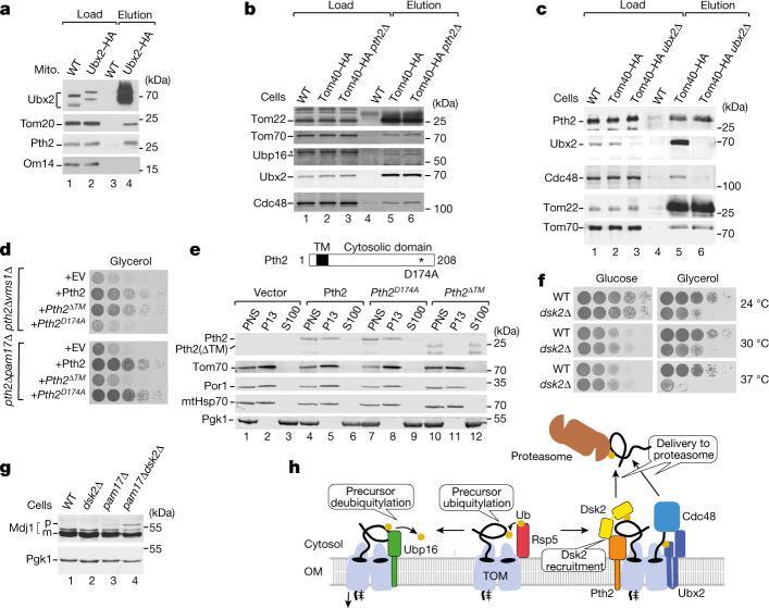 https://cdn.ncbi.nlm.nih.gov/pmc/blobs/26ea/9892010/e8259293c267/41586_2022_5641_Fig5_HTML.jpg