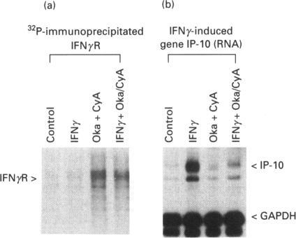 https://cdn.ncbi.nlm.nih.gov/pmc/blobs/26ee/1138091/28d4b7181ba8/biochemj00088-0202-a.jpg