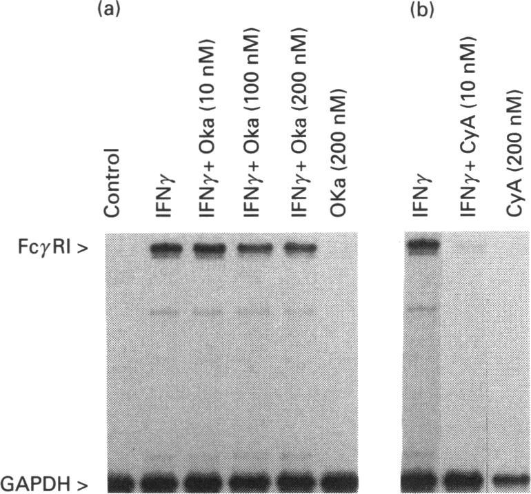https://cdn.ncbi.nlm.nih.gov/pmc/blobs/26ee/1138091/98dcc4b407f3/biochemj00088-0202-c.jpg