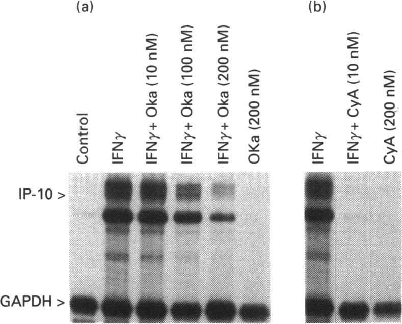 https://cdn.ncbi.nlm.nih.gov/pmc/blobs/26ee/1138091/b8fb94264e4d/biochemj00088-0202-b.jpg
