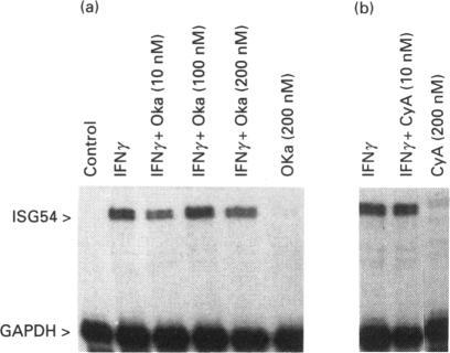 https://cdn.ncbi.nlm.nih.gov/pmc/blobs/26ee/1138091/fbe206f5eb77/biochemj00088-0202-d.jpg