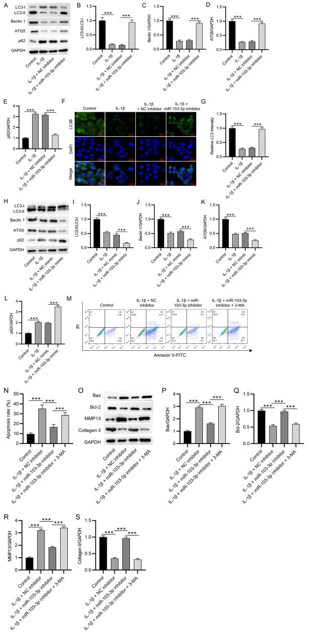 https://cdn.ncbi.nlm.nih.gov/pmc/blobs/26ee/11954267/6d464c727308/13018_2025_5719_Fig3_HTML.jpg