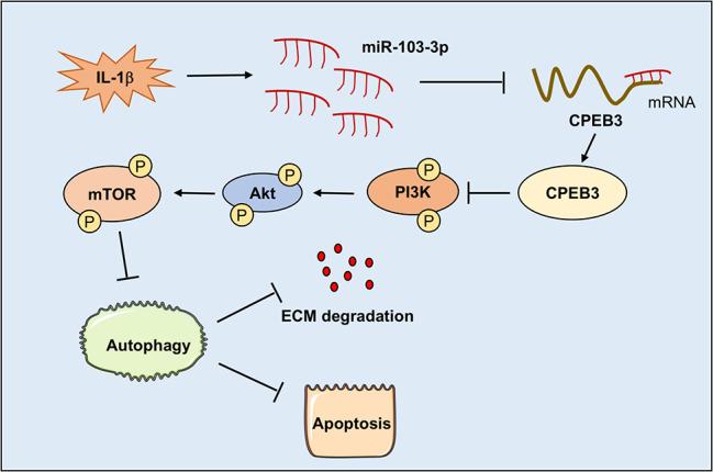 https://cdn.ncbi.nlm.nih.gov/pmc/blobs/26ee/11954267/801c2d4c39c8/13018_2025_5719_Fig6_HTML.jpg