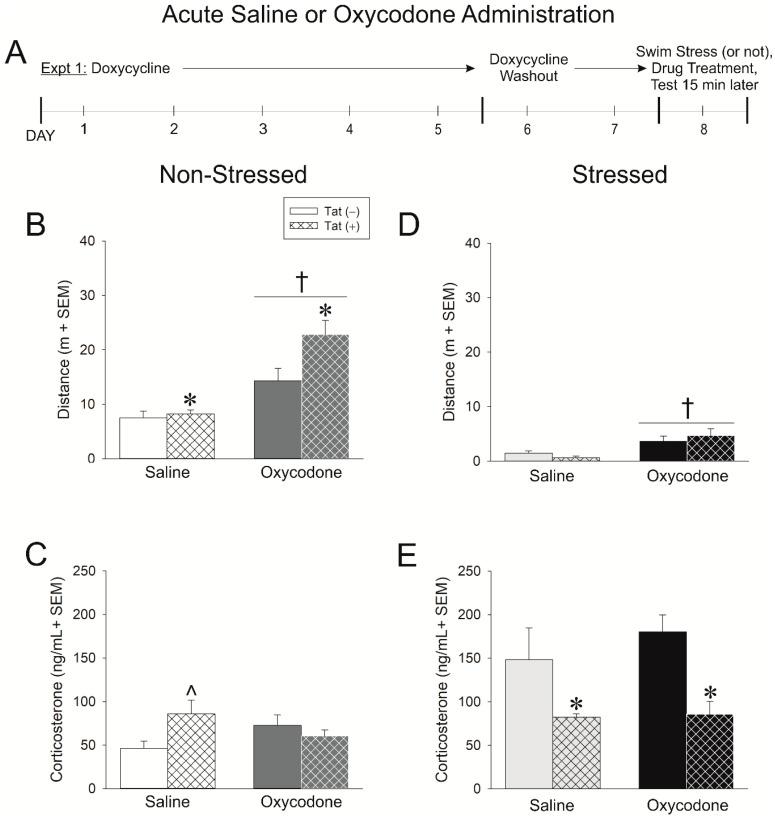 https://cdn.ncbi.nlm.nih.gov/pmc/blobs/26f0/7662349/05836f49e3a9/ijms-21-08212-g001.jpg