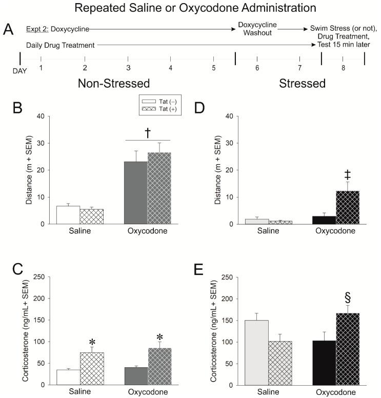 https://cdn.ncbi.nlm.nih.gov/pmc/blobs/26f0/7662349/5cc20f0005bc/ijms-21-08212-g002.jpg