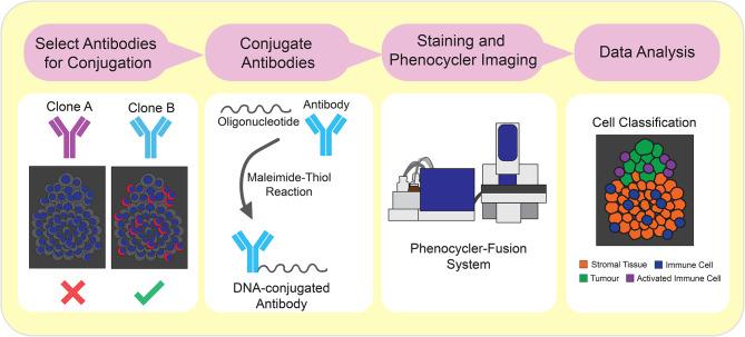 https://cdn.ncbi.nlm.nih.gov/pmc/blobs/26f1/10840224/de901f706bc6/13578_2024_1199_Fig1_HTML.jpg