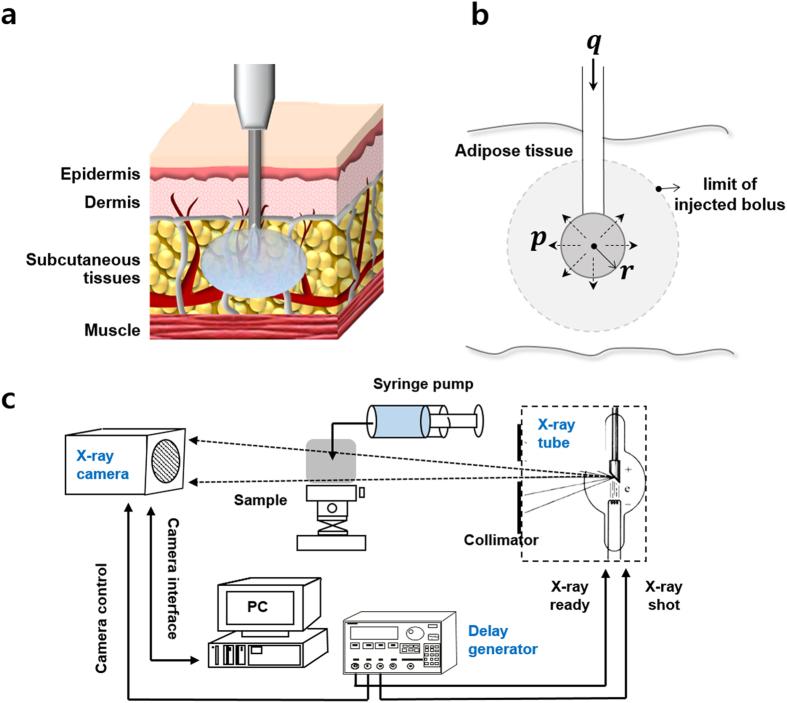 https://cdn.ncbi.nlm.nih.gov/pmc/blobs/26f2/5575294/d48c55c4b468/41598_2017_10110_Fig1_HTML.jpg
