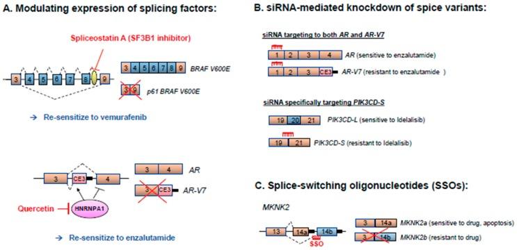 https://cdn.ncbi.nlm.nih.gov/pmc/blobs/26f2/6266310/a4d6ae3d50be/cancers-10-00458-g004.jpg